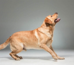 German Shepherd For Sale